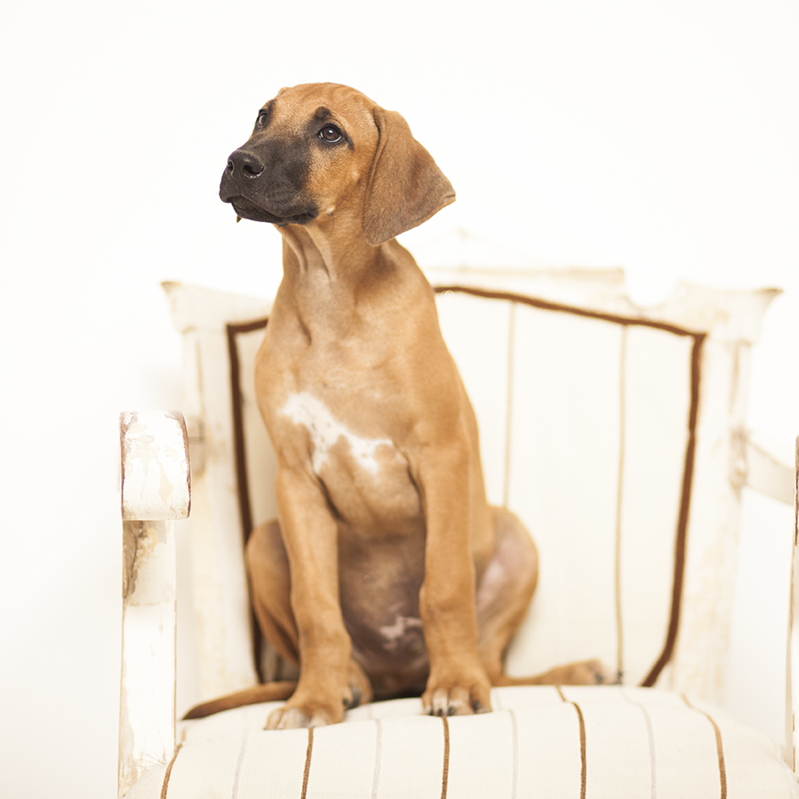 Rhodesian ridgeback sales in apartment
