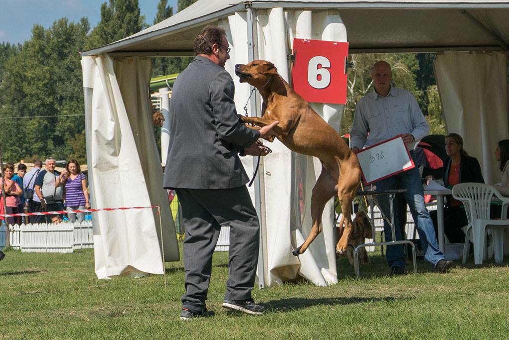 Rhodesian Ridgeback Rodezijski ridžbek