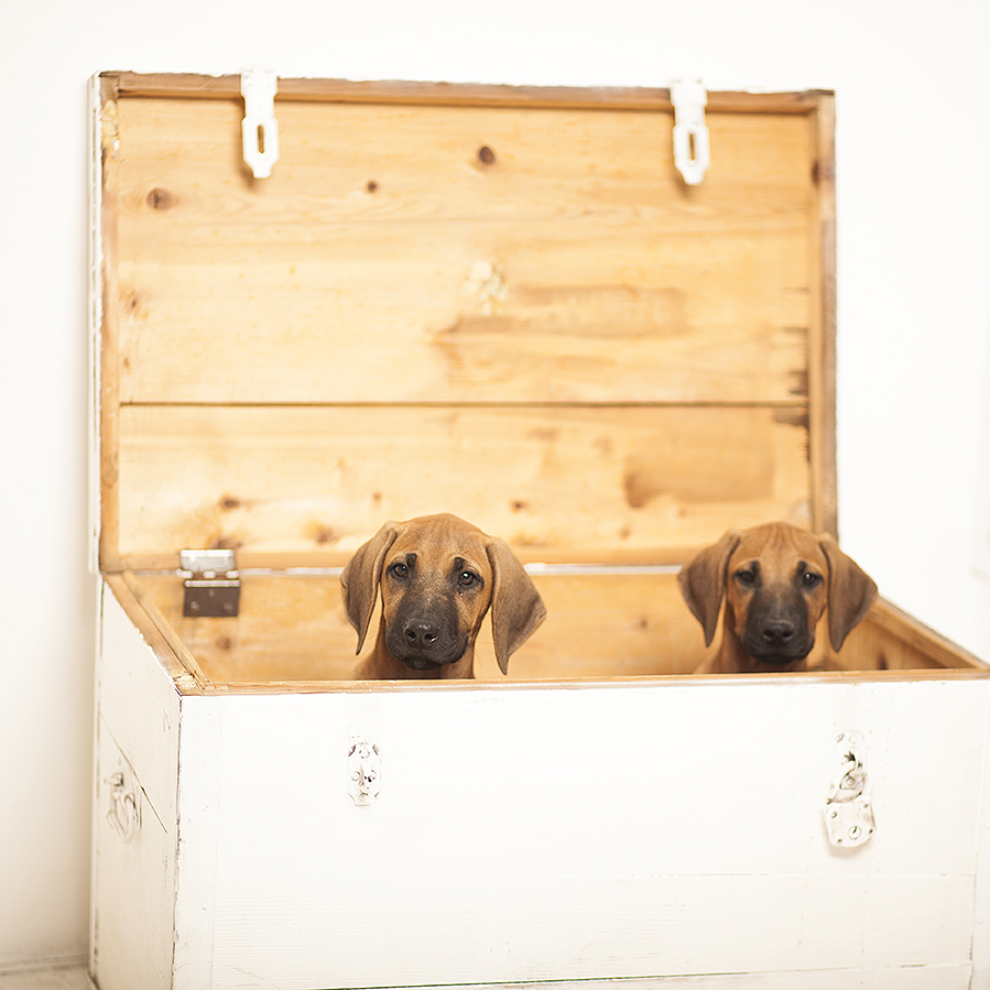 Rhodesian ridgeback puppies, rodezijski ridžbek štenci