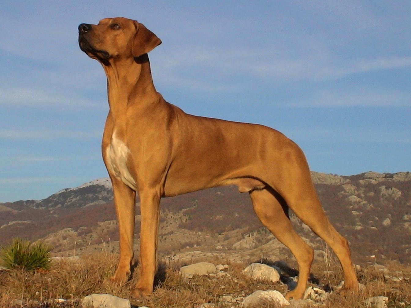 Rhodesian Ridgeback male Chivas Ayaba Kennel