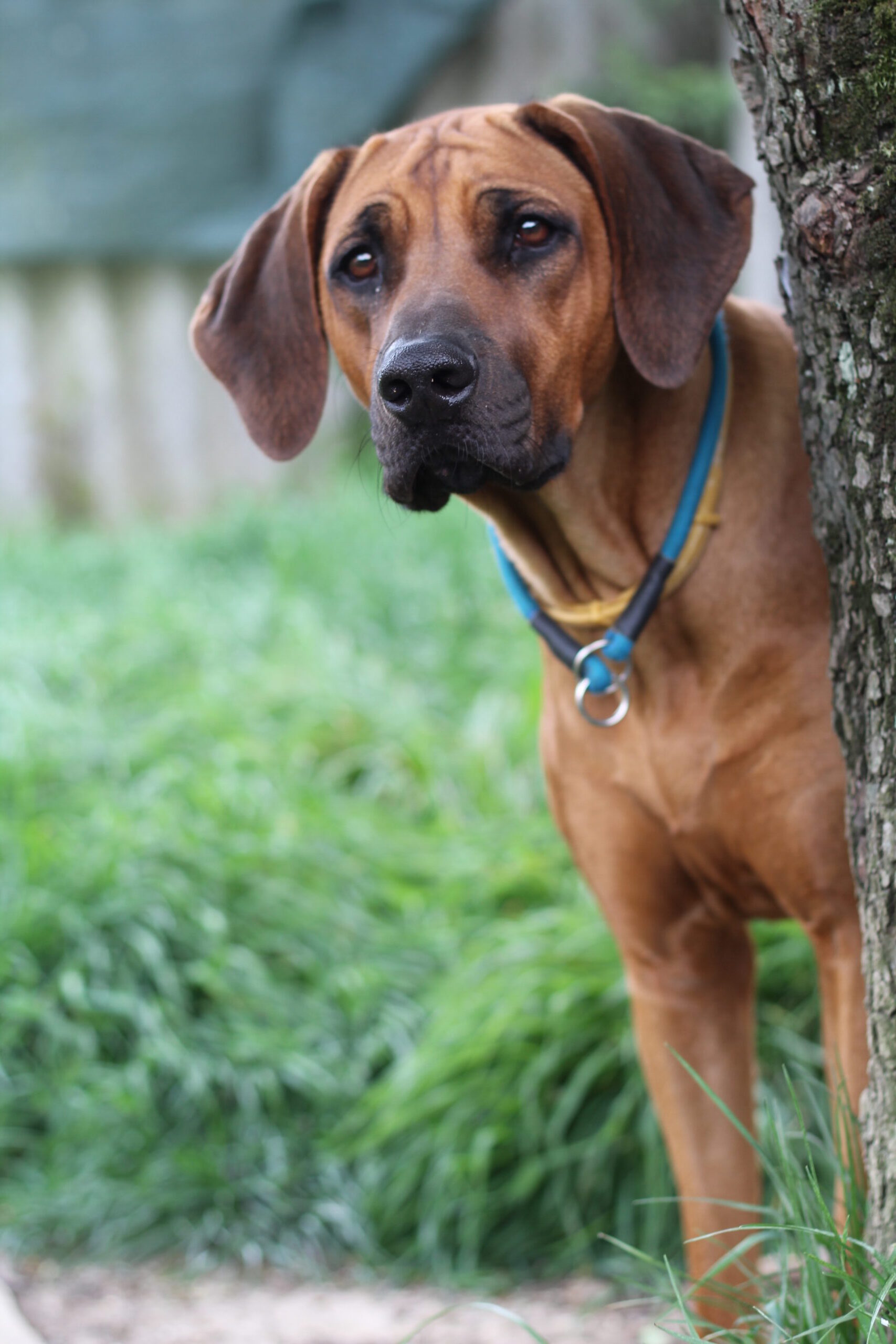 o Ayaba Rhodesian Ridgeback Rodezijski ridžbek