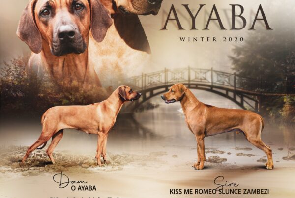 Ayaba kennel litter P puppies expected