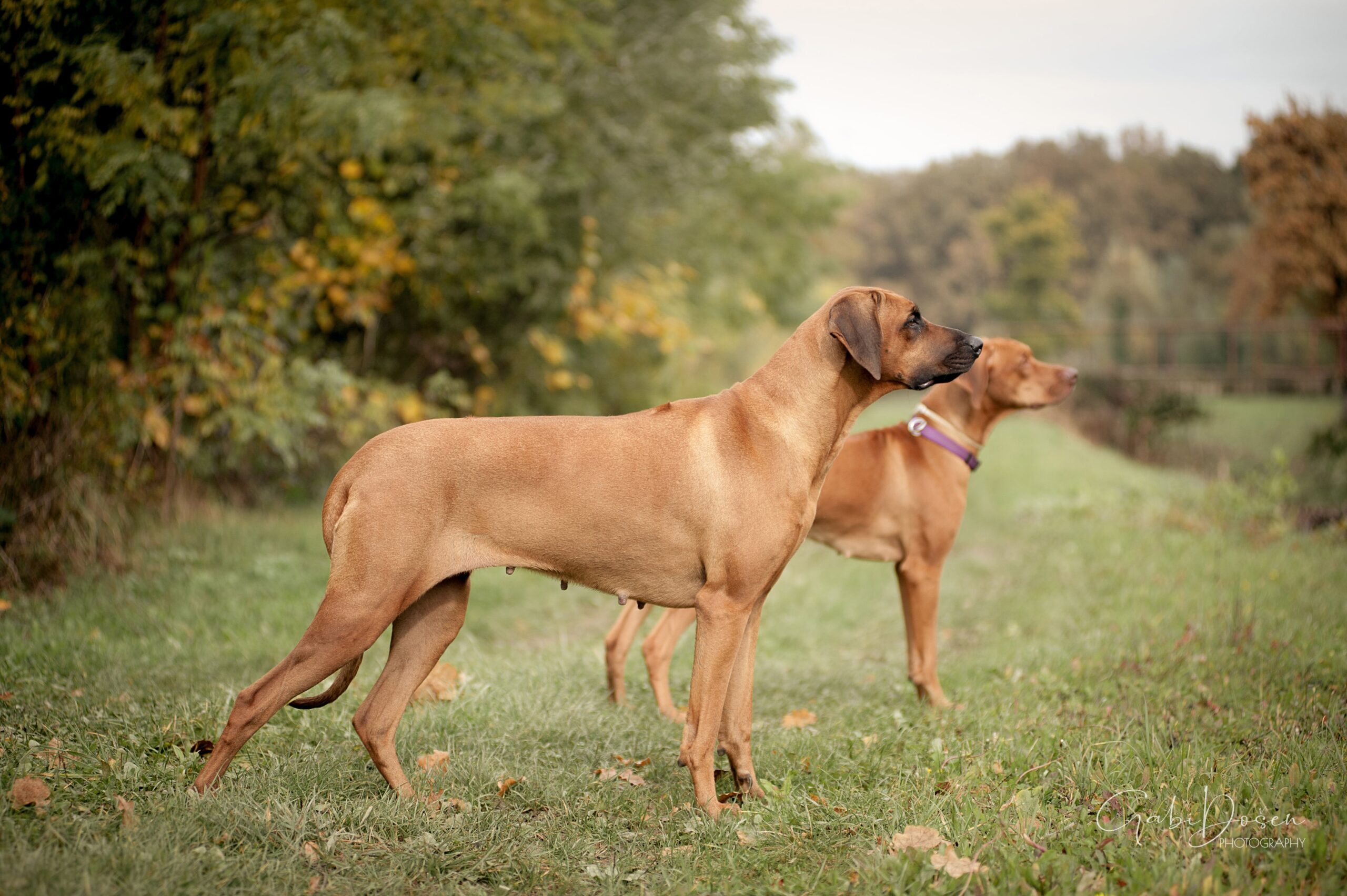 Ayaba Rhodesian Ridgeback