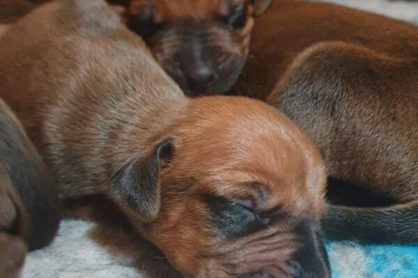 Rhodesian Ridgeback puppy Ayaba Kennel