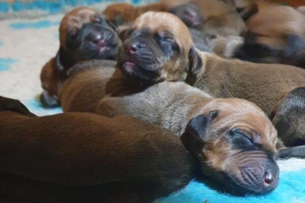 Rhodesian Ridgeback puppy Ayaba Kennel