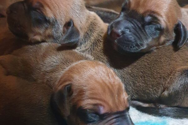 Rhodesian Ridgeback puppy Ayaba Kennel