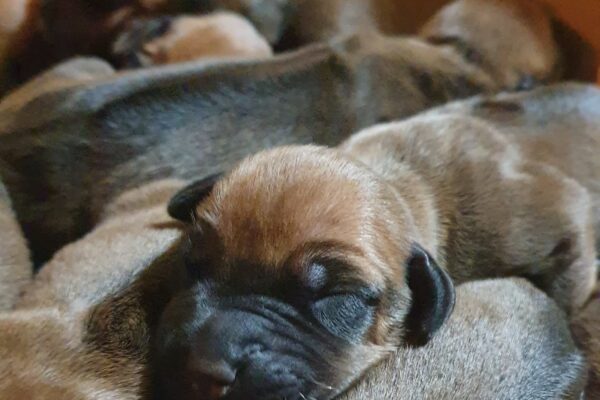 Rhodesian Ridgeback puppy Ayaba Kennel