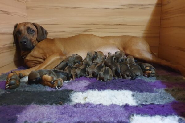 Rhodesian Ridgeback puppies Ayaba Kennel