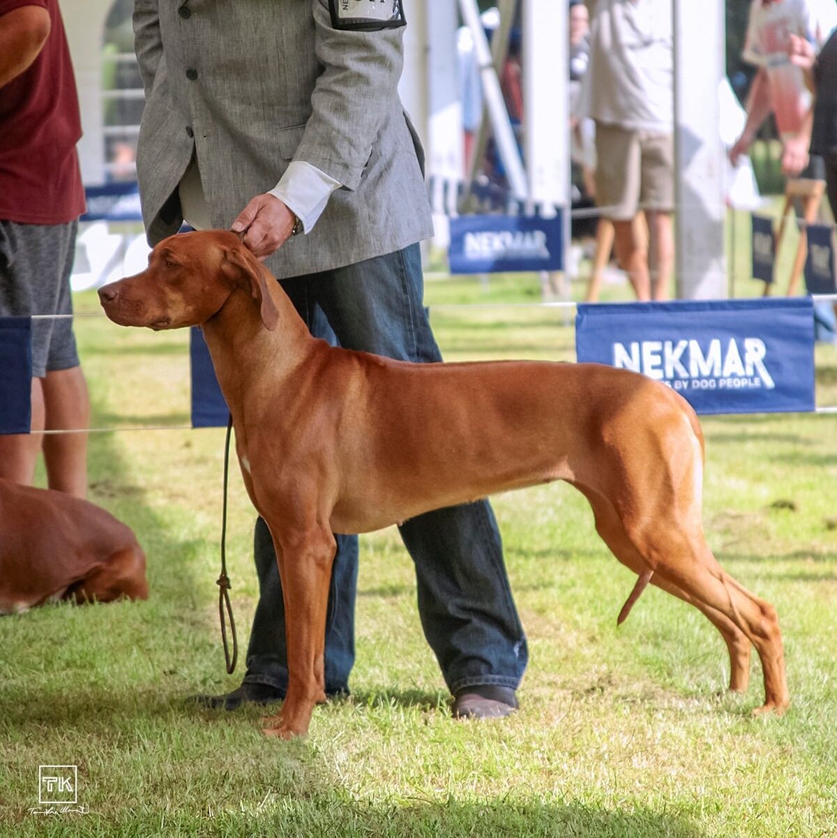 Anessa Nessie Ayaba Rhodesian Ridgeback