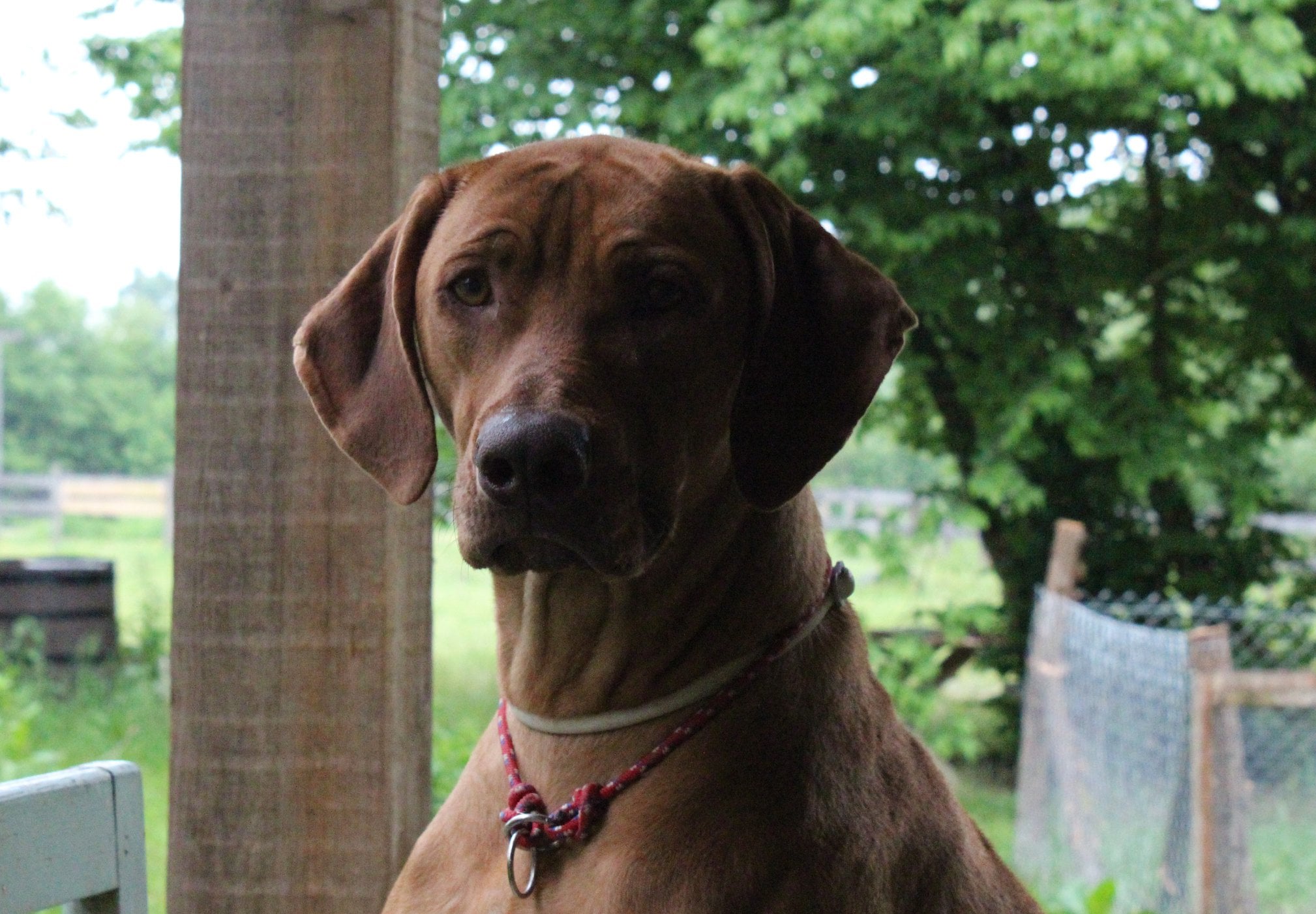 Anessa Nessie Ayaba Rhodesian Ridgeback