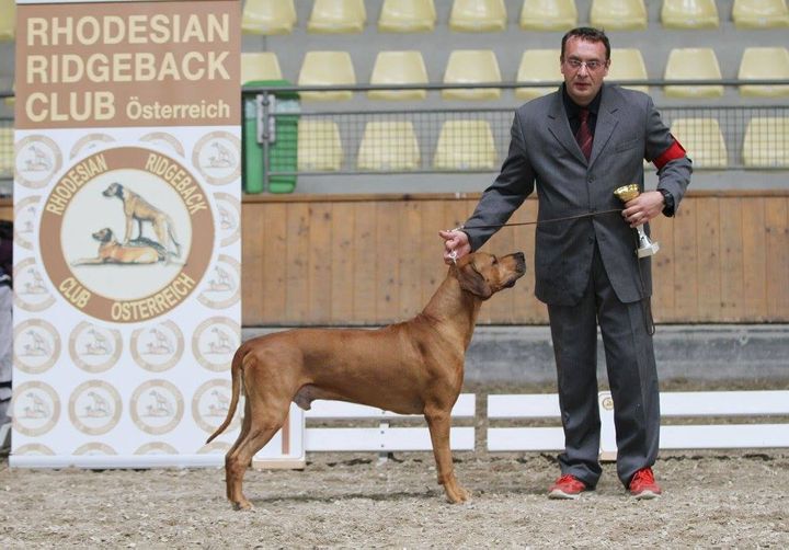 Abu Shime Ayaba Rhodesian Ridgeback