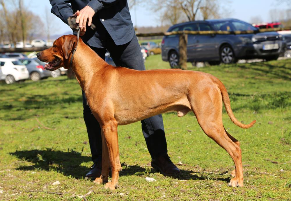 Mahlubandile Mal Ayaba Rhodesian Ridgeback