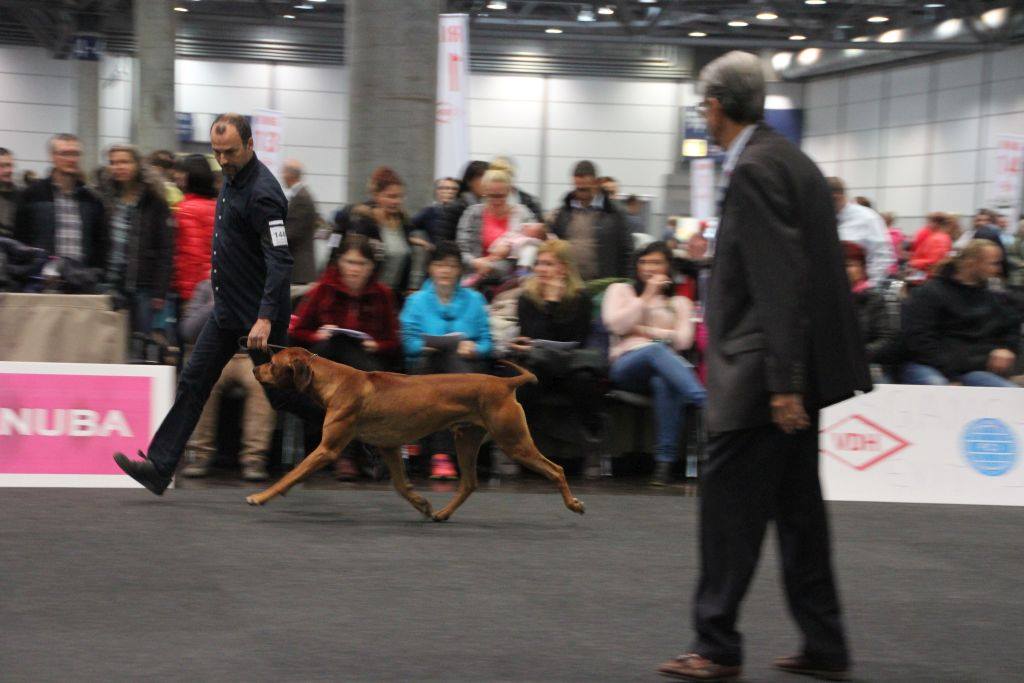 Mahlubandile Mal Ayaba Rhodesian Ridgeback