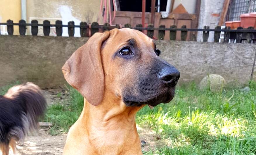 Rhodesian Ridgeback O. Ayaba puppy