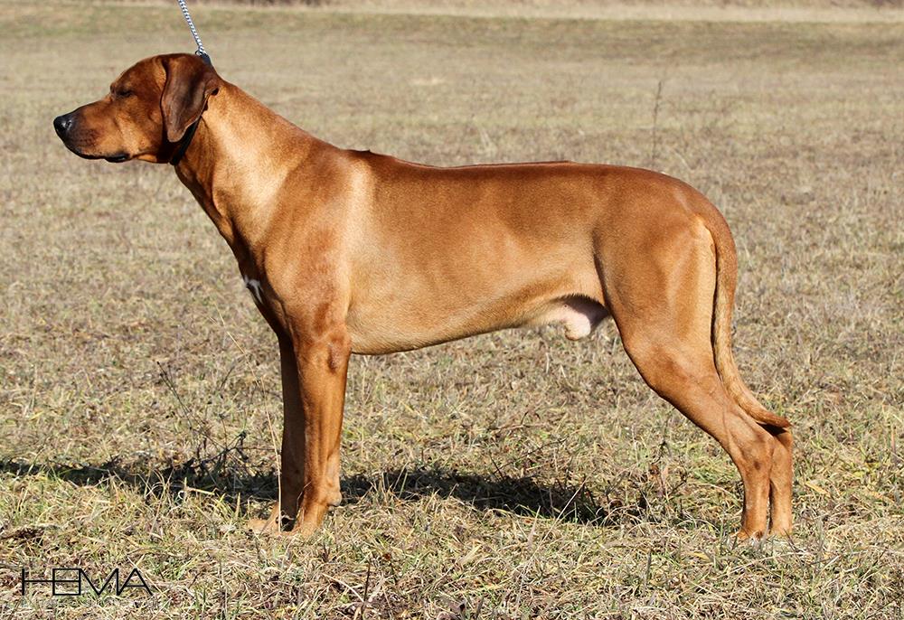 Mahlubandile Mal Ayaba Rhodesian Ridgeback