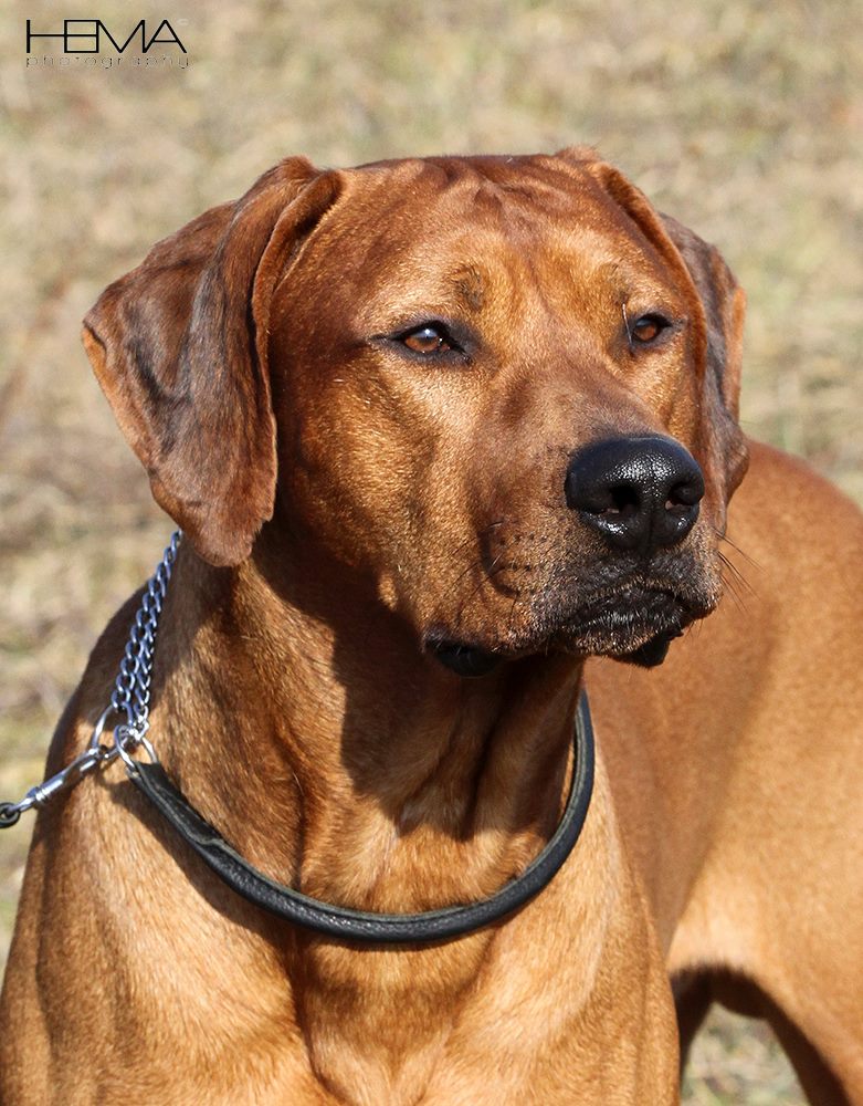 Mahlubandile Mal Ayaba Rhodesian Ridgeback