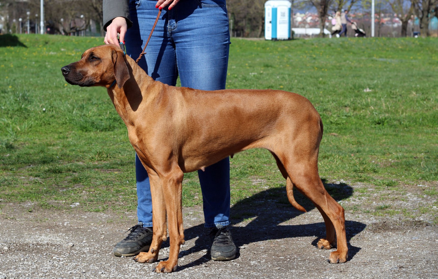 O Ayaba Rhodesian Ridgeback