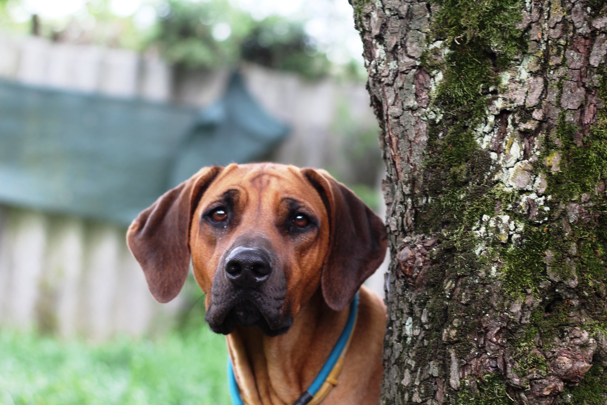 O. Ayaba Rhodesian Ridgeback