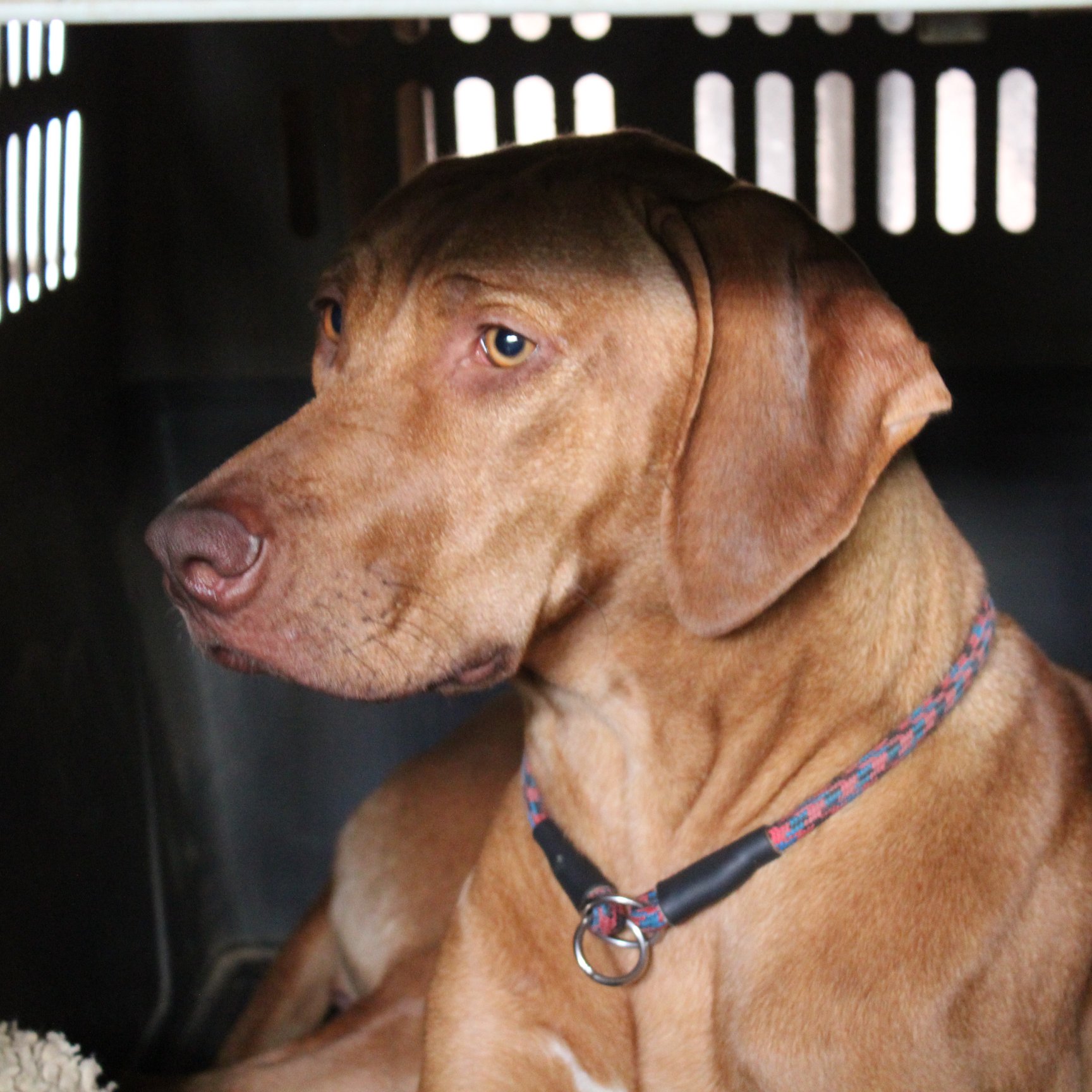Anessa Nessie Ayaba Rhodesian Ridgeback
