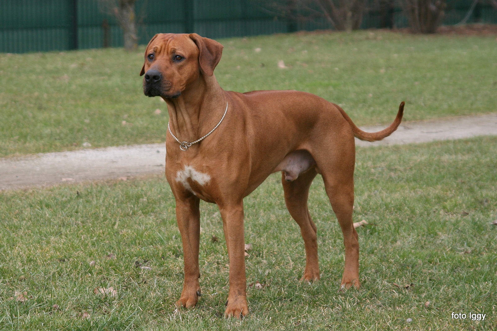 Abu Shime Ayaba Rhodesian Ridgeback