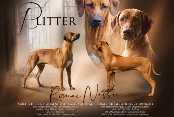 Ayaba kennel R litter