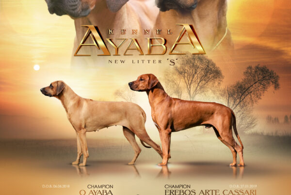 Ayaba Kennel S litter