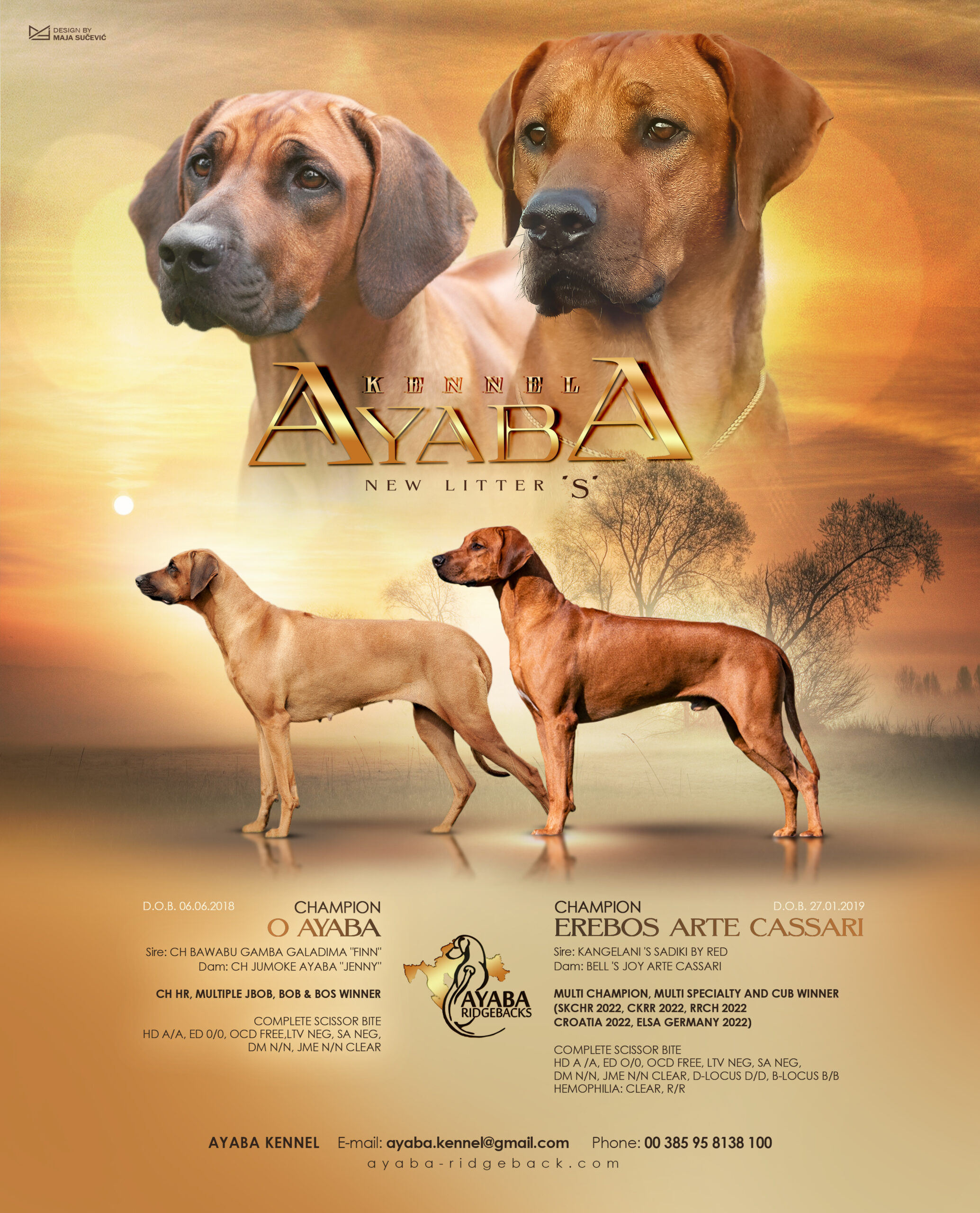 Ayaba S litter puppies – February 2023