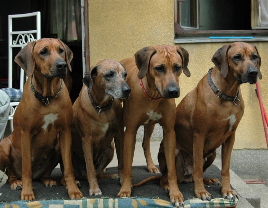 Ayaba Kennel Twiny, Kwena, Titilayo, Nandi