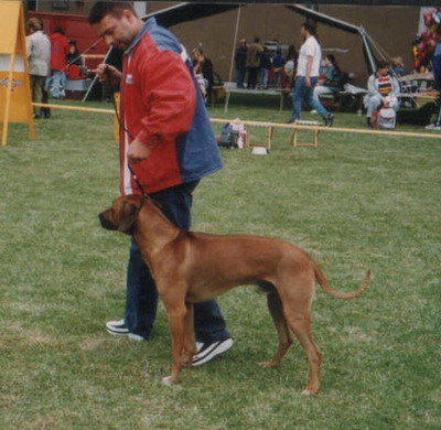 Lologo Ayaba dog show