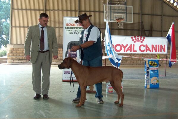 Pingu Ayaba Israeli Champion