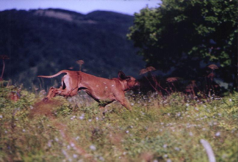 Kwena Ayaba running