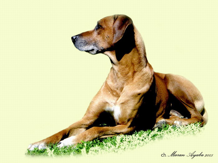 Maran Ayaba illustration Rhodesian Ridgeback