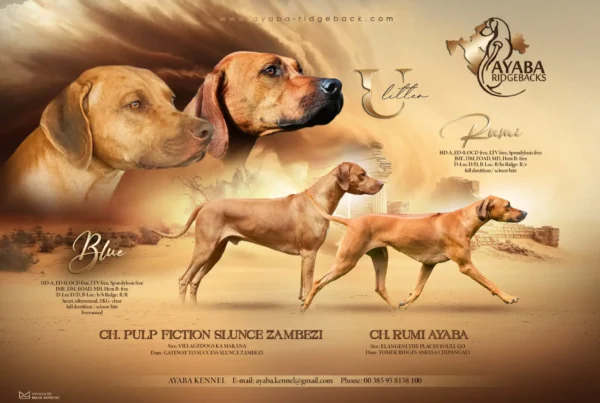 Ayaba u Litter advert